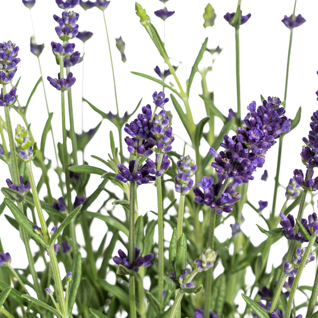 8x Lavandula Angustifolia Ø13cm - ↕30 - 40cm