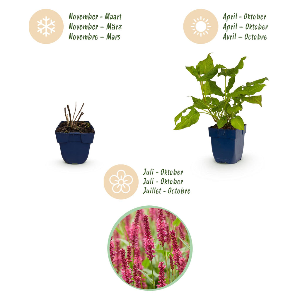 Vasteplant - Persicaria amplexicaulis - Duizendknoop - Schaduw - Rood - 1 Plant - Pot 11cm - Hoogte 15-25cm