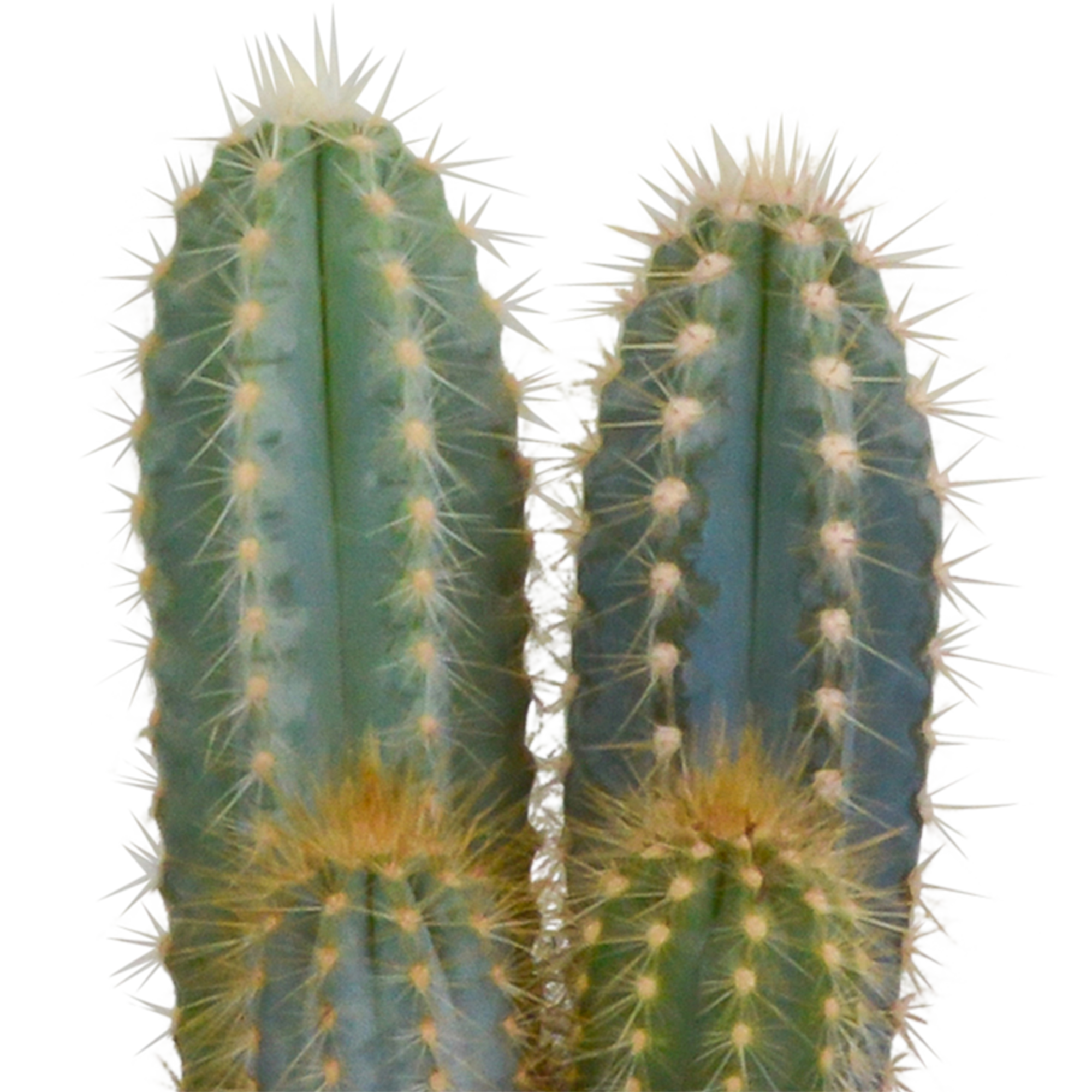 Cactus mix 10.5 cm - 3x - in witte pot