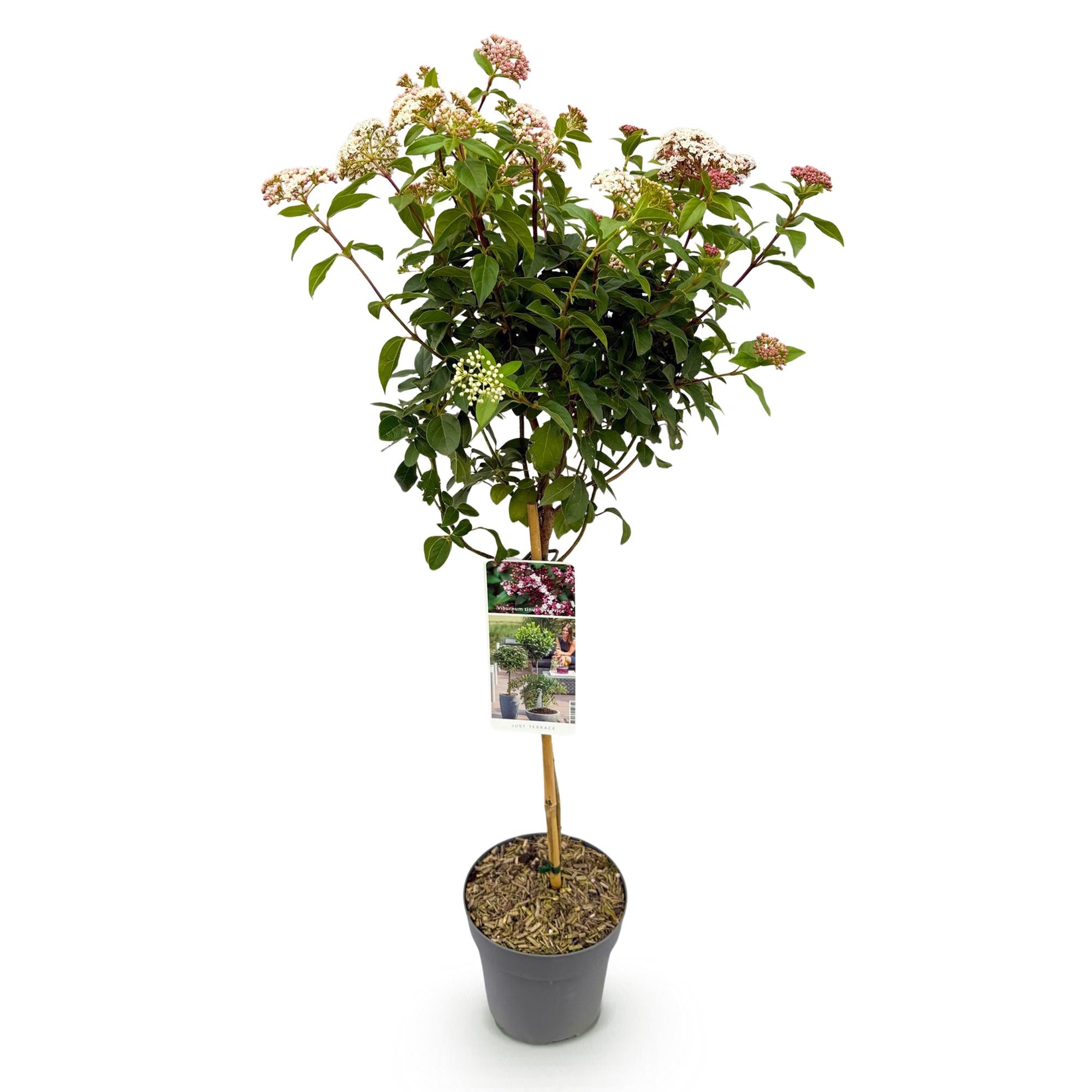 Plant op Stam - Viburnum tinus Eve Price - Terras Plant - Bladhoudend - Winterhard - Wit-Roze Bloem - Pot 19cm Hoogte 90cm