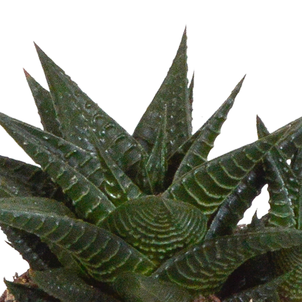Gasteria/Haworthia mix 8,5cm - 3x - in witte pot