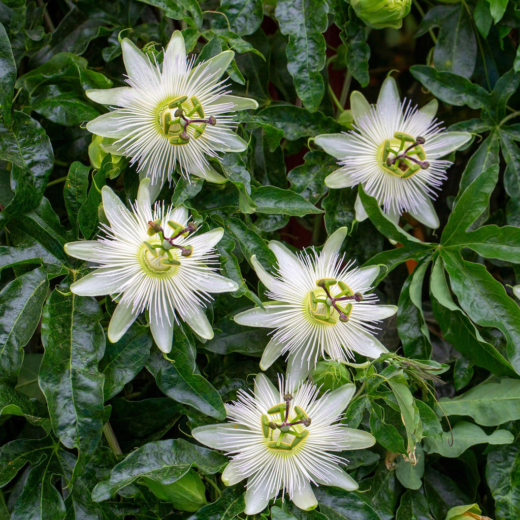 Passiebloem - Passiflora Avalanche  - Bloem  Wit  - Weinig onderhoud - 2 planten - Pot 11cm Hoogte 40cm