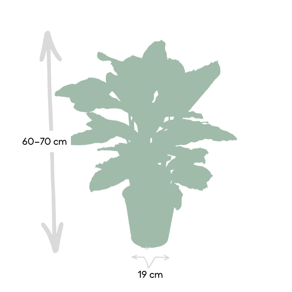 Calathea Zebrina - Pauwenplant - Ø19cm - ↕75cm