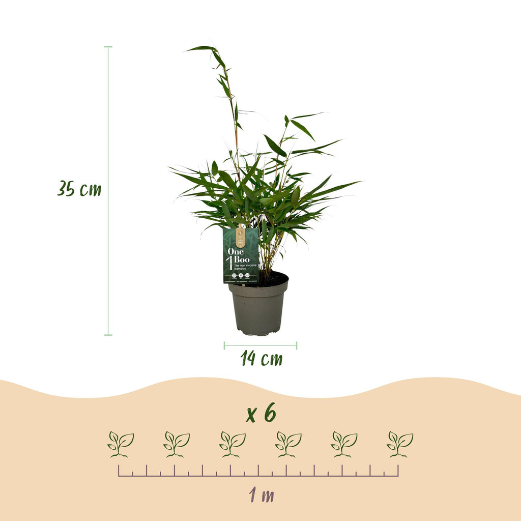 Grassen - Fargesia robusta Pingwu - Niet Woekerende Bamboe - Bladhoudend - Groen - 2 Planten - Pot 14 cm - Hoogte 35 cm