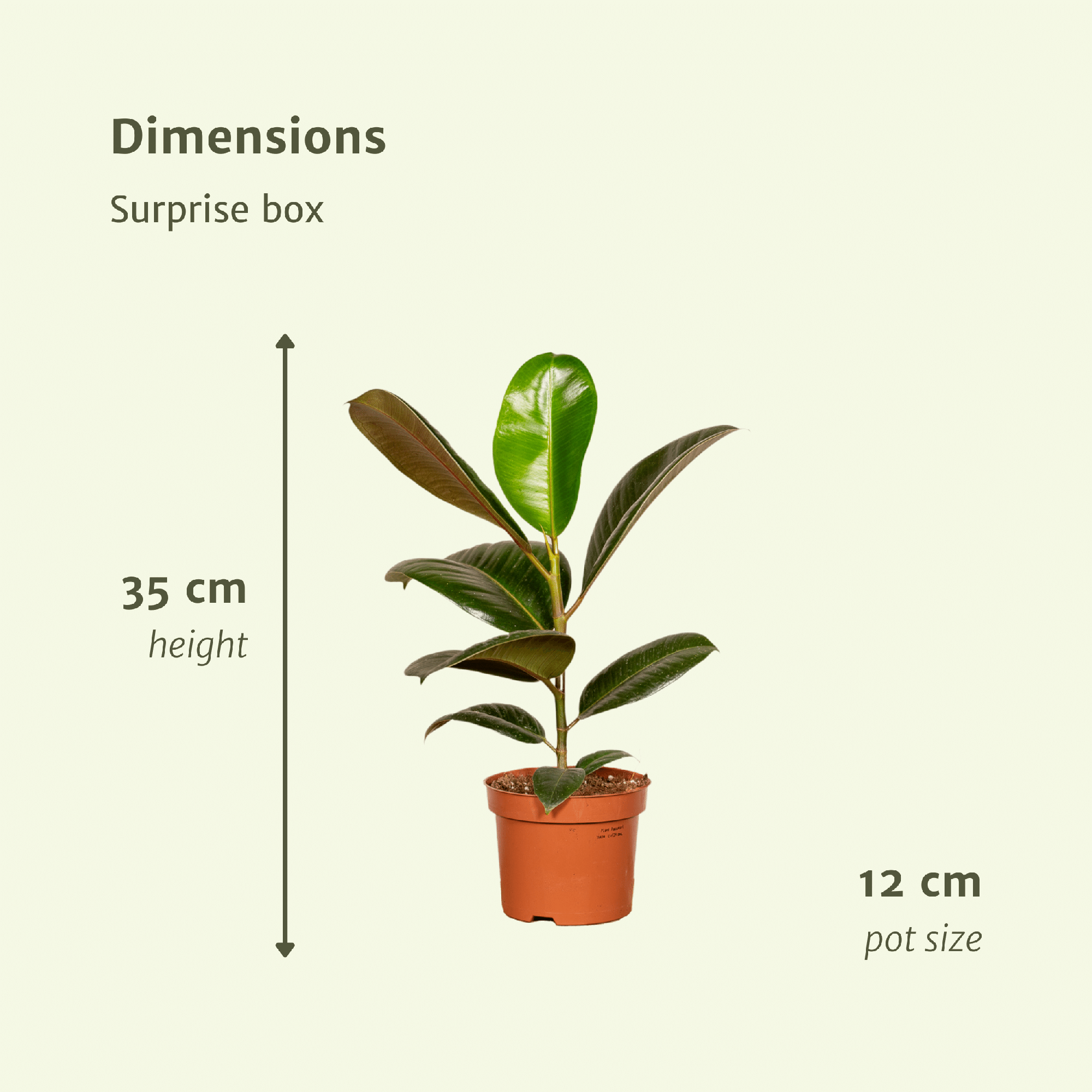 Verrassingsbox - Ø12cm - ↕25cm - x6