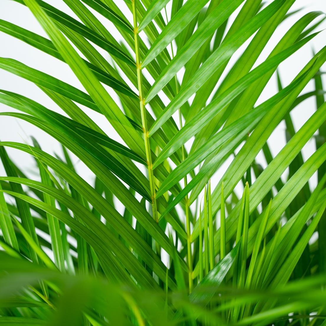 Areca palm - Ø21cm - ↕100cm