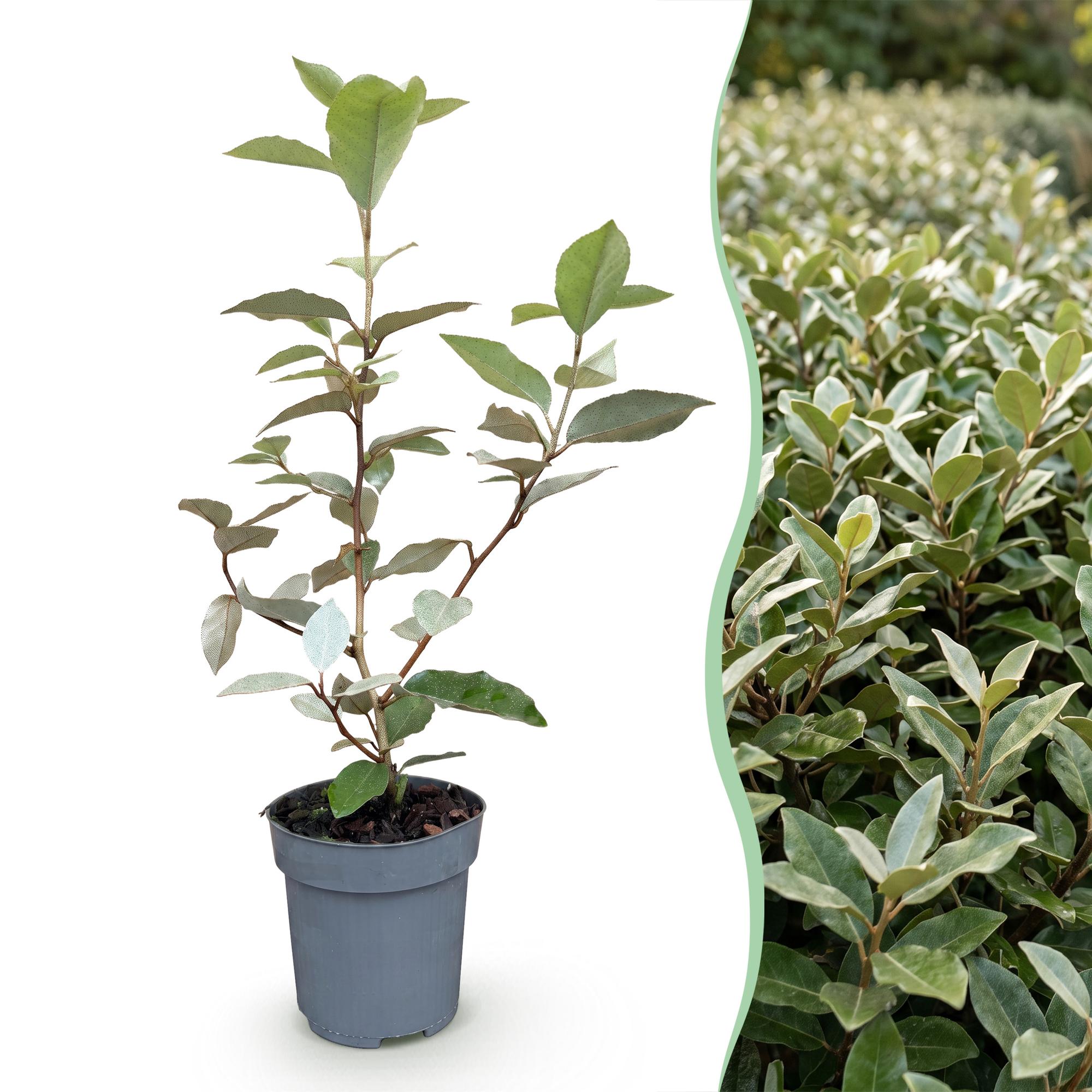 8x Elaegnus ebbingei Compacta - Olijfwilg - Haagplanten - Groenblijvend - Grijs - Pot 9cm - Hoogte 25-35cm