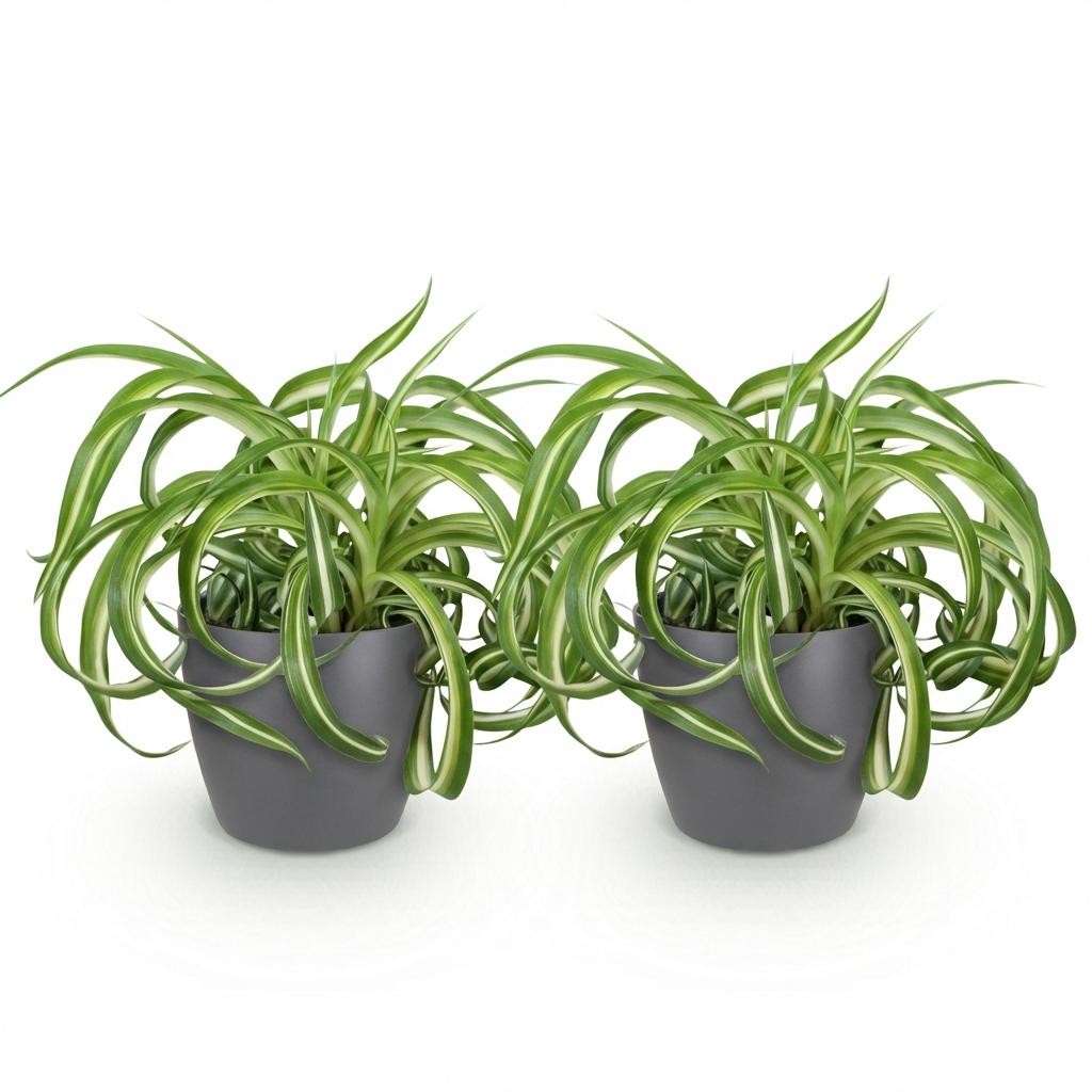 Kamerplant - Chlorophytum comosum Bonnie - Krullende Graslelie - Huisdiervriendelijke Plant - Groen - 2 Planten - met Potter Grijs - Pot 12cm - Hoogte 20cm