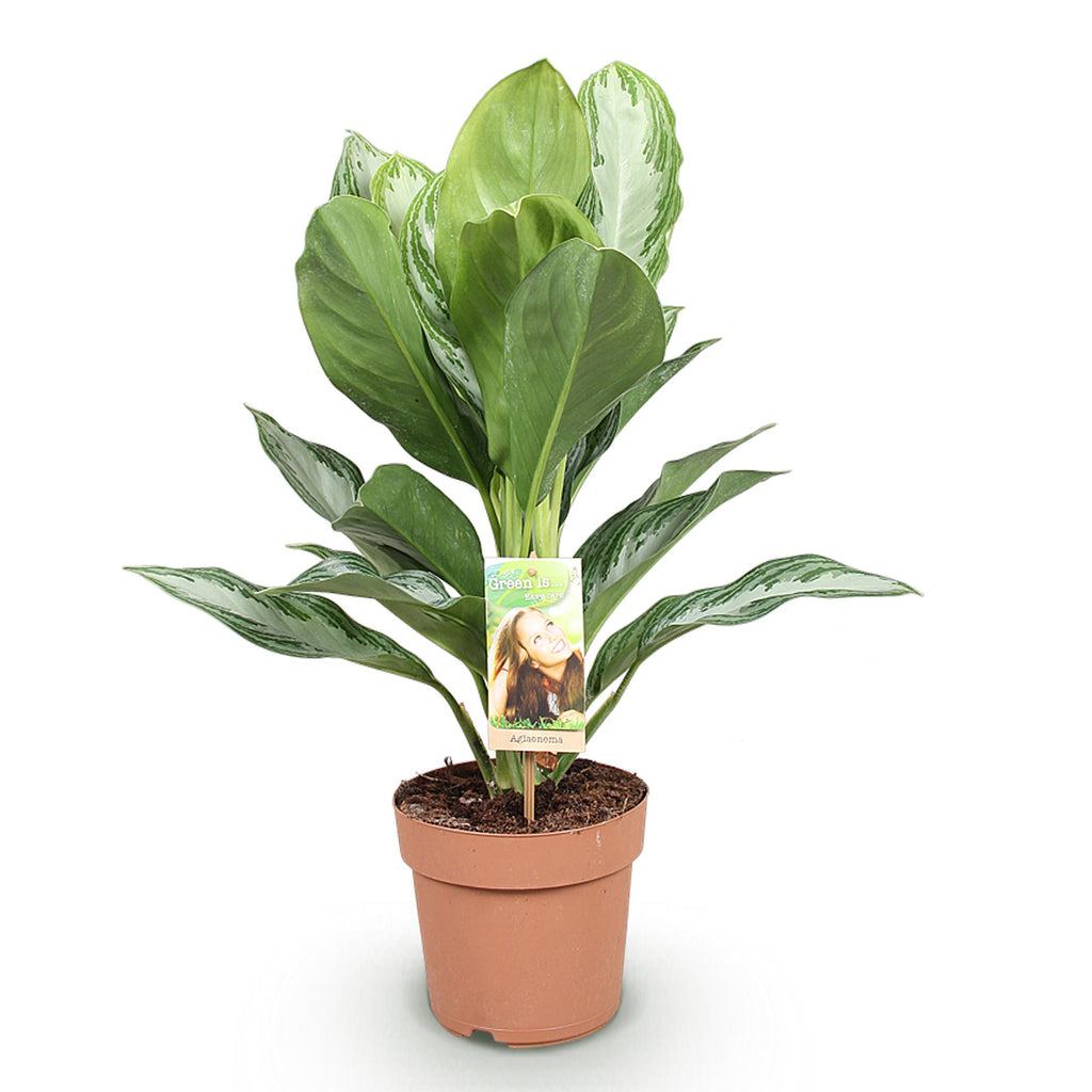 Green is... Kamerplanten - Aglaonema Silver Bay - Zilverblad - Weinig onderhoud - Groen - 1 Plant - Pot 17cm - Hoogte 70-75cm