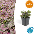 24x Ajuga reptans 'Burgundy Glow' - ↕10-25cm - Ø9cm