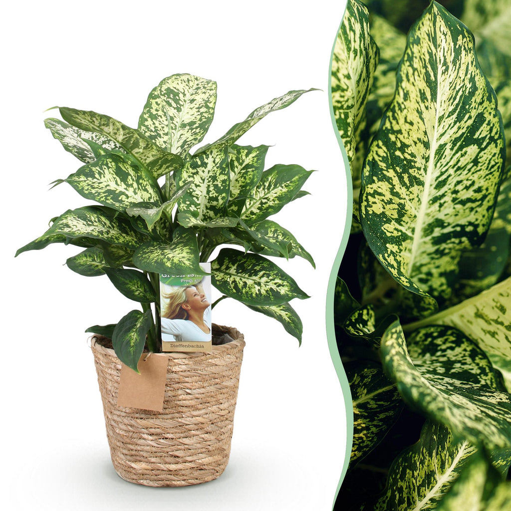 Green is... Kamerplanten - Diefenbachia Compacta - Dieffenbachia - Weinig onderhoud - met mand - Groen - 1 Plant - Pot 17cm - Hoogte 45-50cm