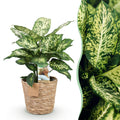 Green is... Kamerplanten - Diefenbachia Compacta - Dieffenbachia - Weinig onderhoud - met mand - Groen - 1 Plant - Pot 17cm - Hoogte 45-50cm