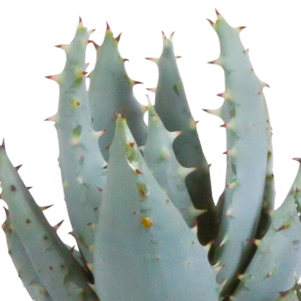 Gasteria/Haworthia mix 5,5cm - 5x - in terracotta pot