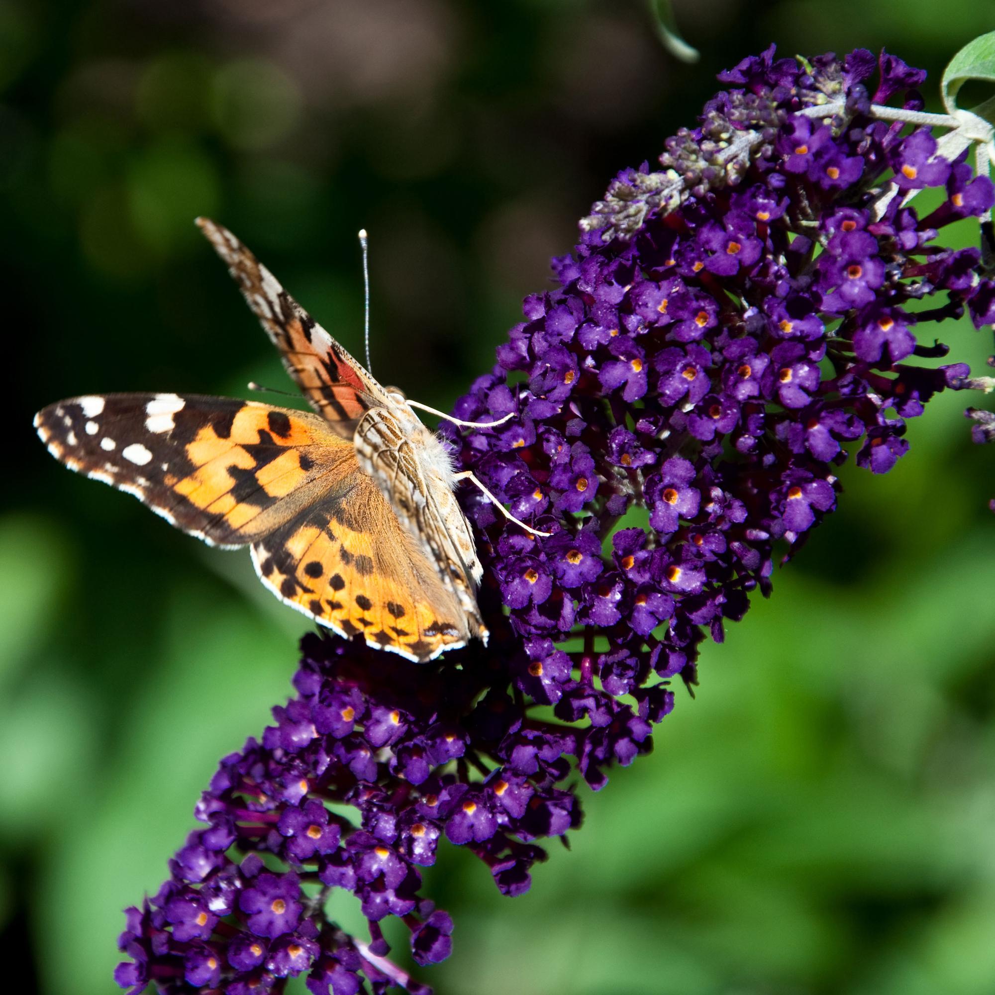 Tuinplant - Buddleja davidii Black Night - Vlinderstruik - Winterhard - Paars - 3 Planten - Pot 17cm - Hoogte 45cm