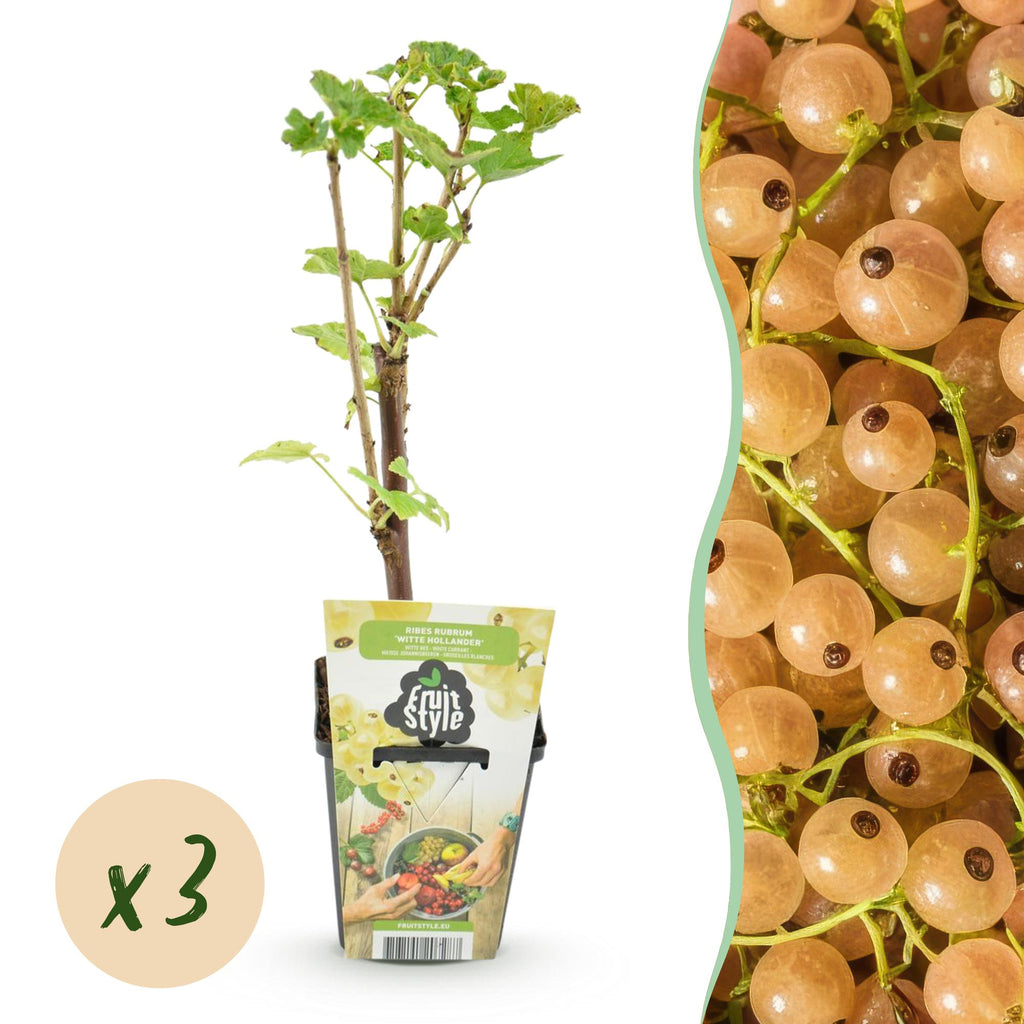 Fruitplanten - Wiite Bes - Ribes rubrum Witte Hollander - Winterhard - 3 Planten - Pot 9 cm - Witte Bes