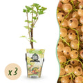 Fruitplanten - Wiite Bes - Ribes rubrum Witte Hollander - Winterhard - 3 Planten - Pot 9 cm - Witte Bes