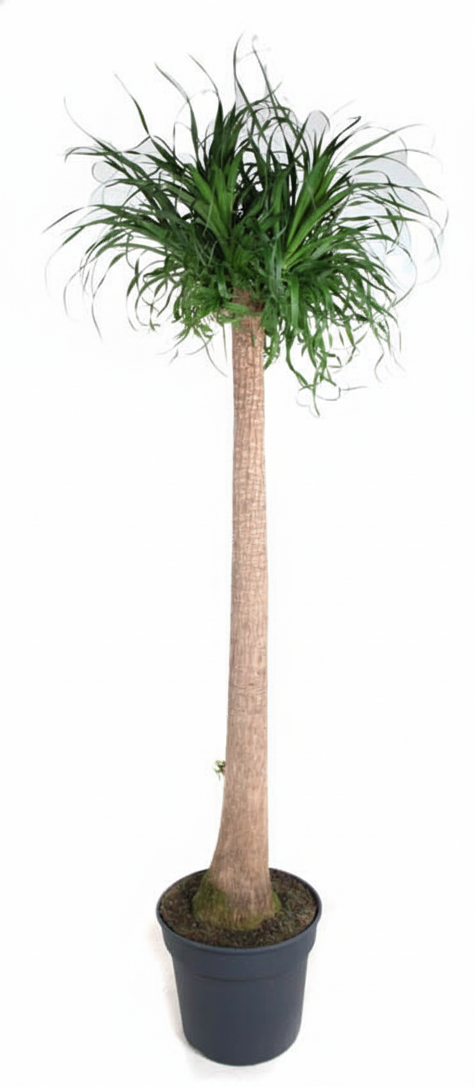 Beaucarnea XXL - 180cm - 180cm