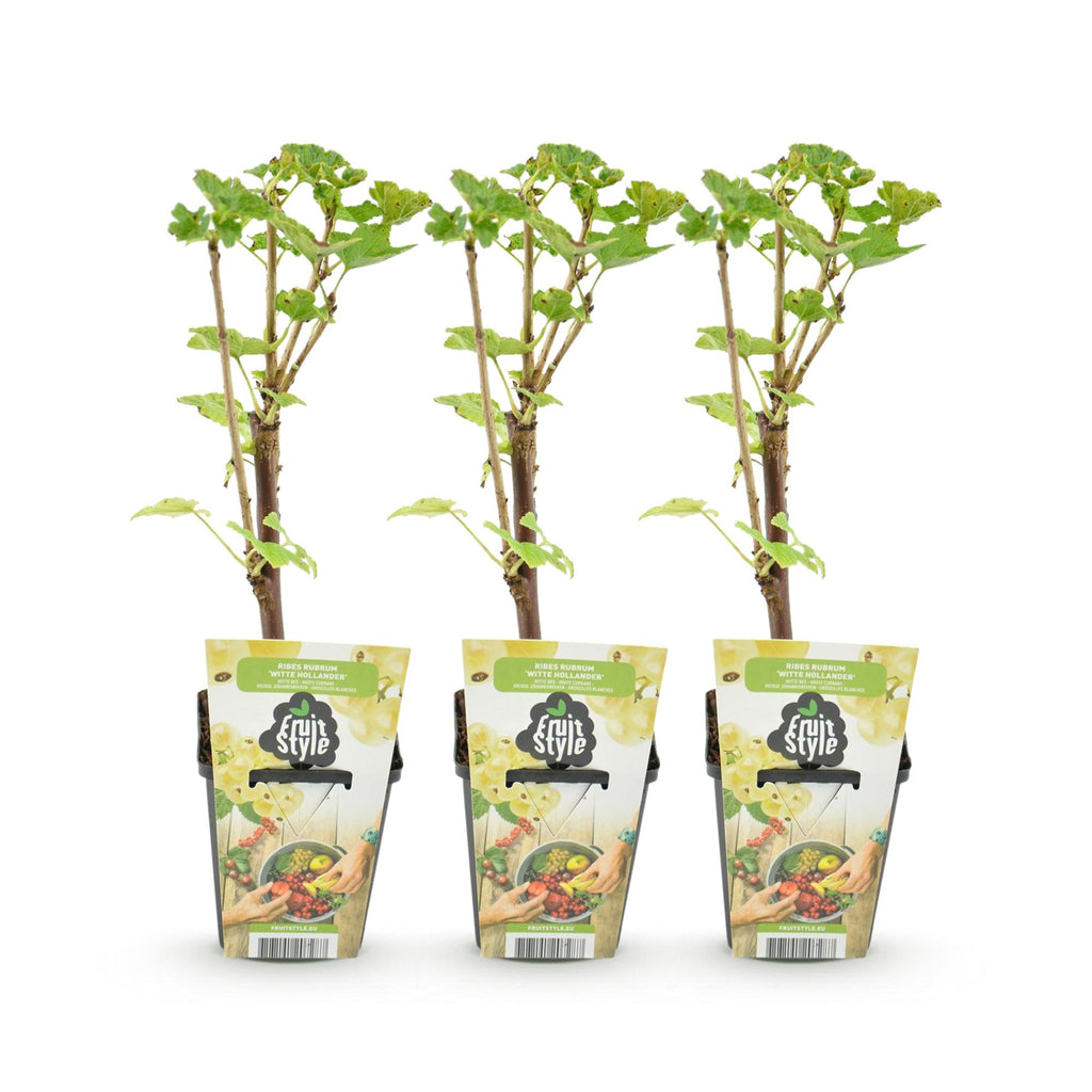 Fruitplanten - Wiite Bes - Ribes rubrum Witte Hollander - Winterhard - 3 Planten - Pot 9 cm - Witte Bes