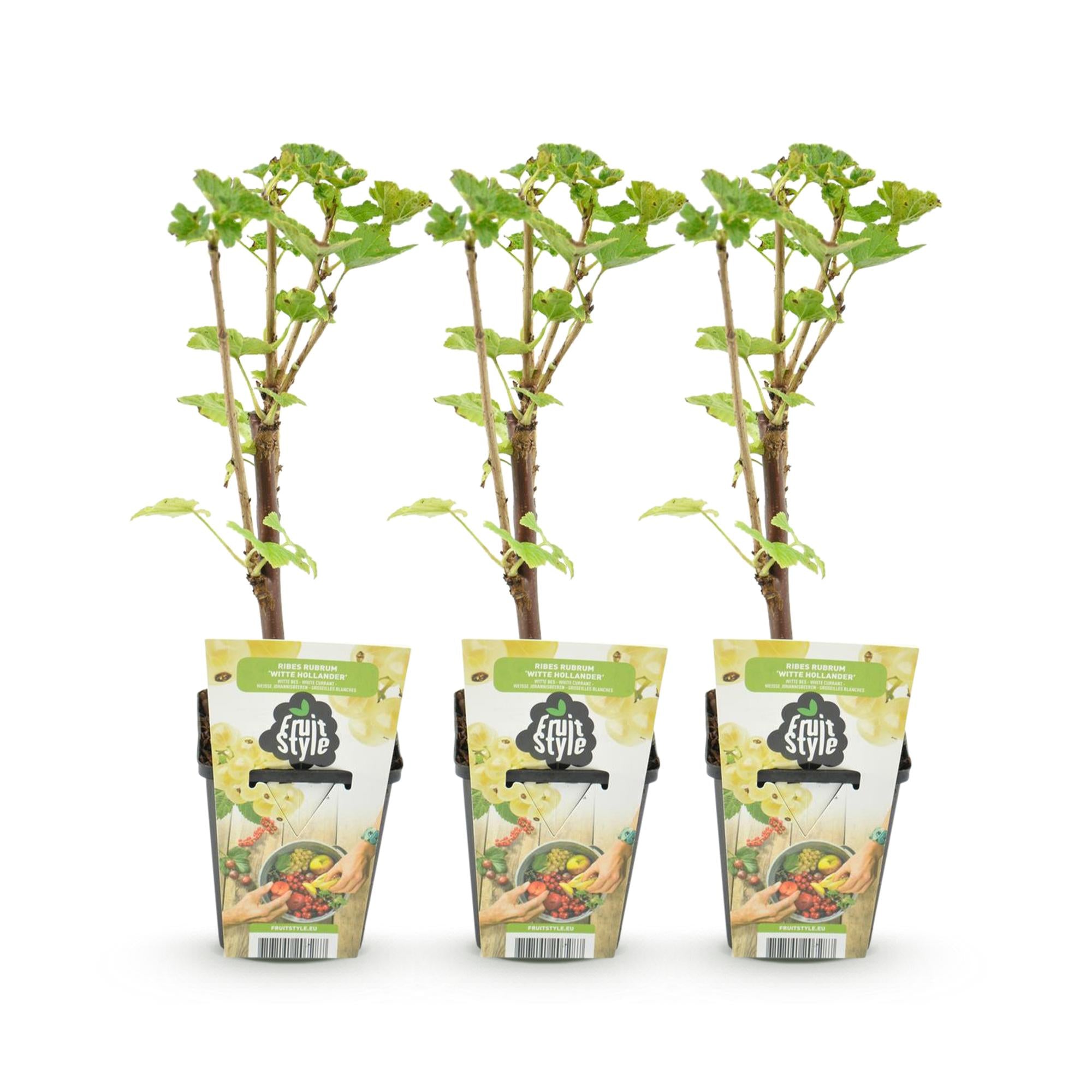Fruitplanten - Wiite Bes - Ribes rubrum Witte Hollander - Winterhard - 3 Planten - Pot 9 cm - Witte Bes