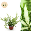 Kamerplant - Pteris cretica Albolineata - Lintvaren - Huisdiervriendelijk - Bont - 4 Planten - Pot 12cm - Hoogte 28-30cm