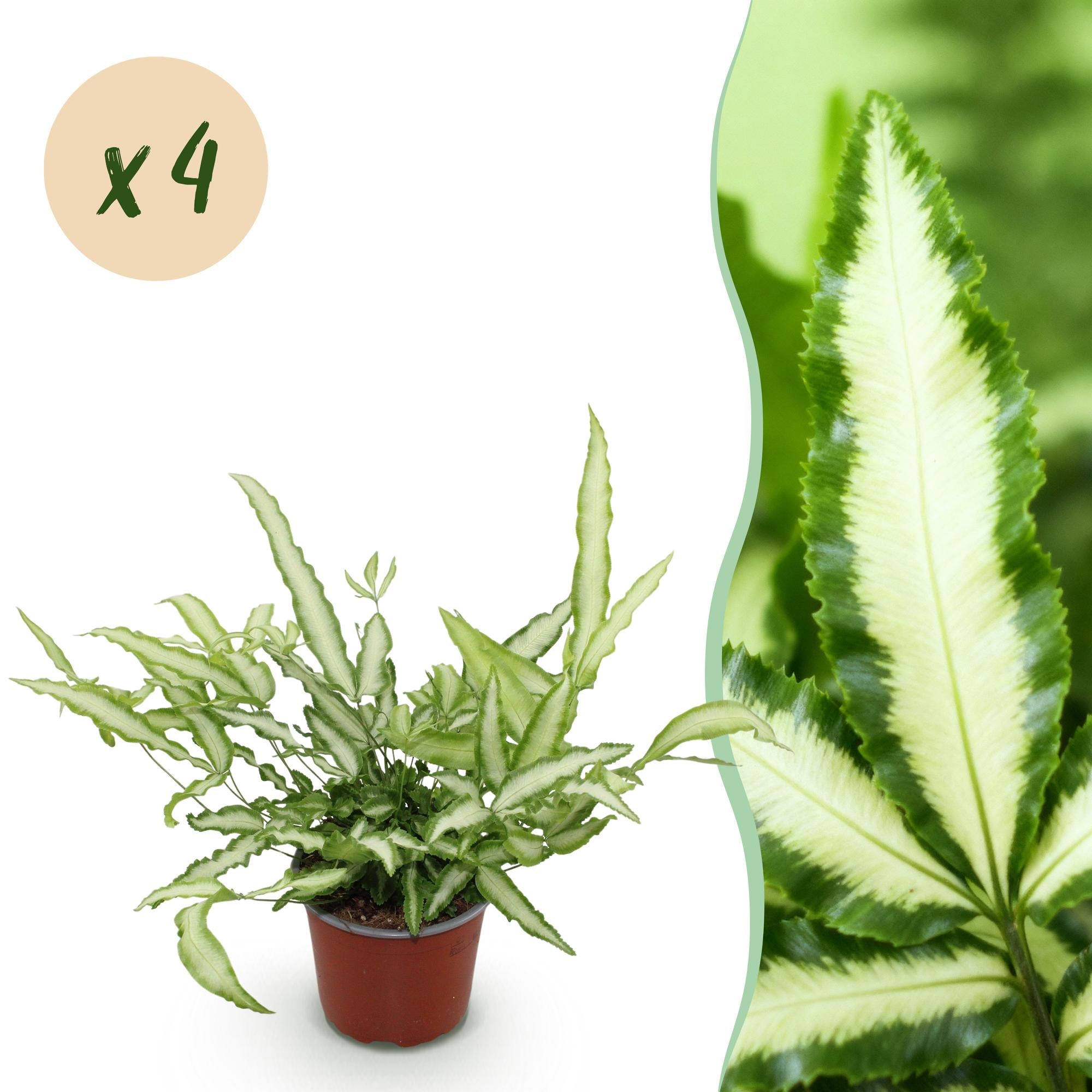 Kamerplant - Pteris cretica Albolineata - Lintvaren - Huisdiervriendelijk - Bont - 4 Planten - Pot 12cm - Hoogte 28-30cm