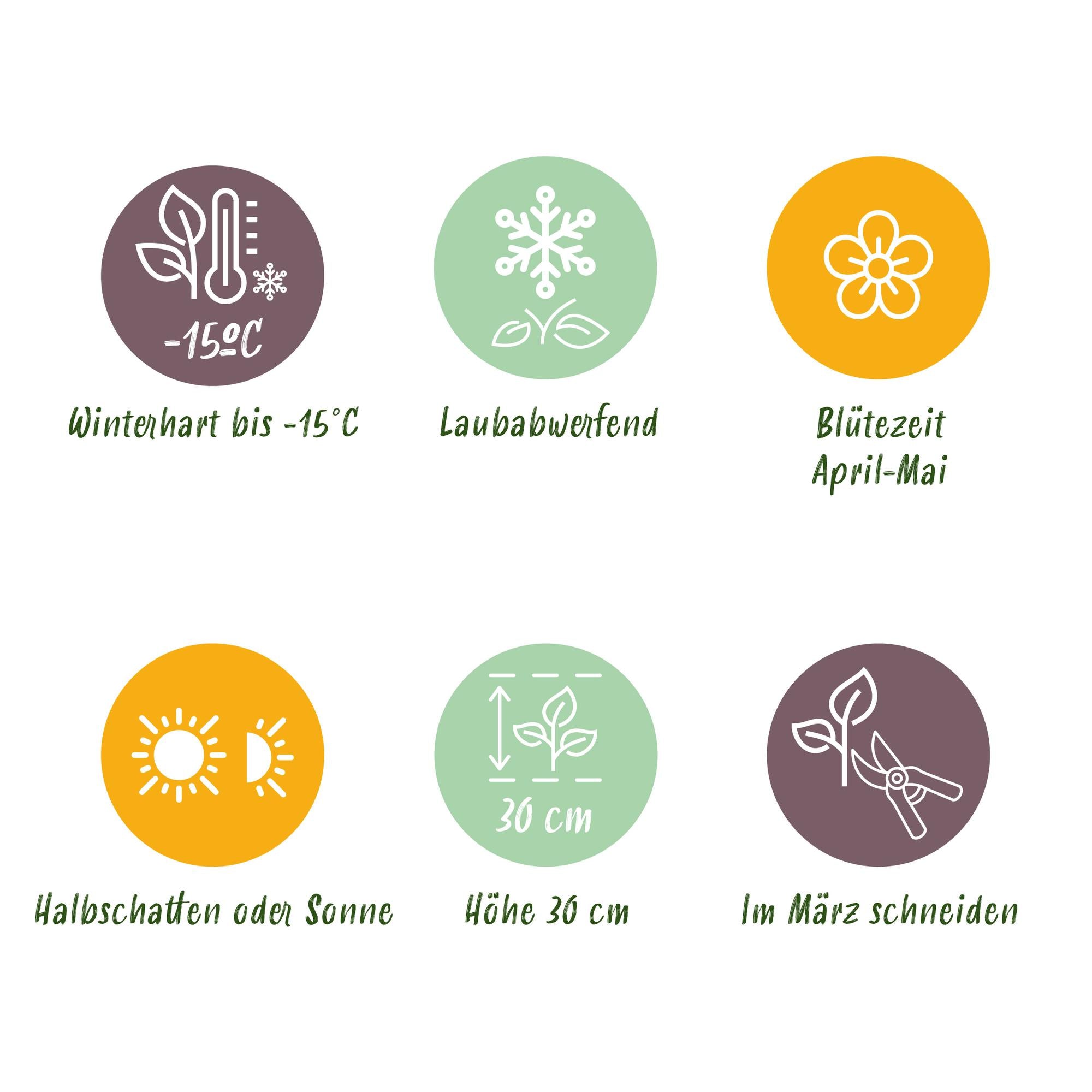 Vasteplant - Epimedium perralch. Frohnleiten - Elfenbloem - Schaduw - Geel - 12 Planten - Pot 11cm - Hoogte 15-25cm