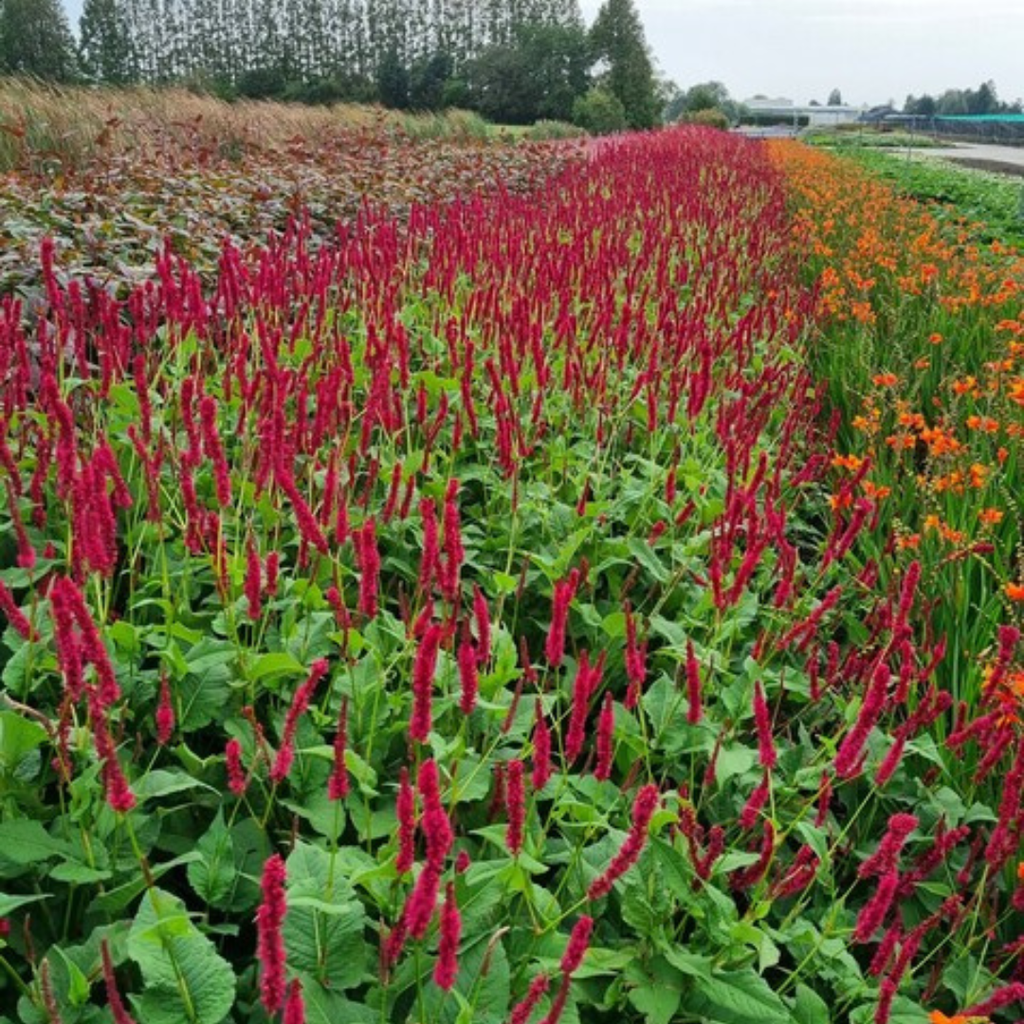 24x Persicaria a. 'Blackfield' - ↕10-25cm - Ø9cm