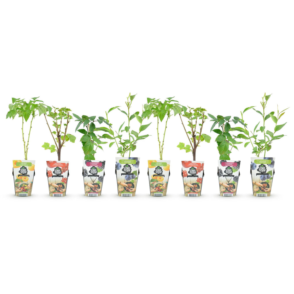 Fruitplanten - Rainbow - Rode Bes - Gele Framboos - Zwarte Braam - Blauwe Bes - Winterhard - 8 Planten - Pot  9cm