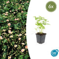 6x Fragaria vesca - ↕10-25cm - Ø9cm