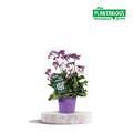 Limonium Salt Lake - Ø19cm - ↕60cm