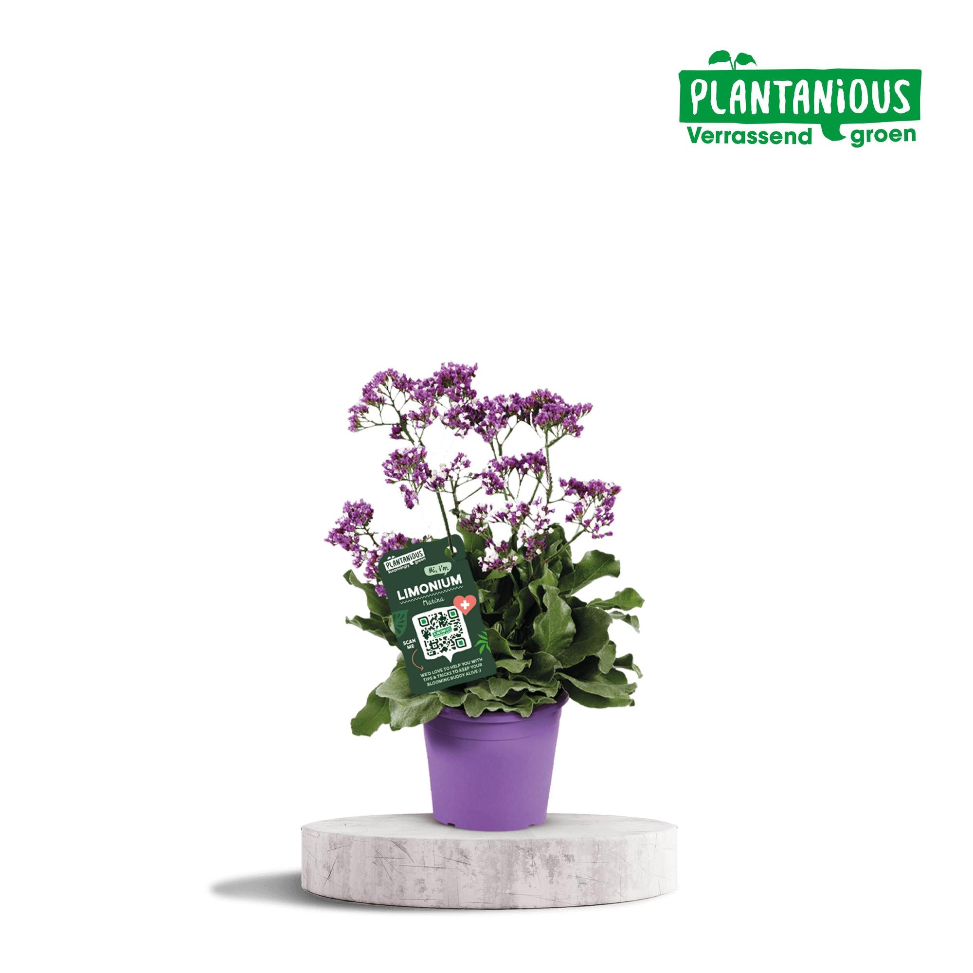 Limonium Salt Lake - Ø19cm - ↕60cm