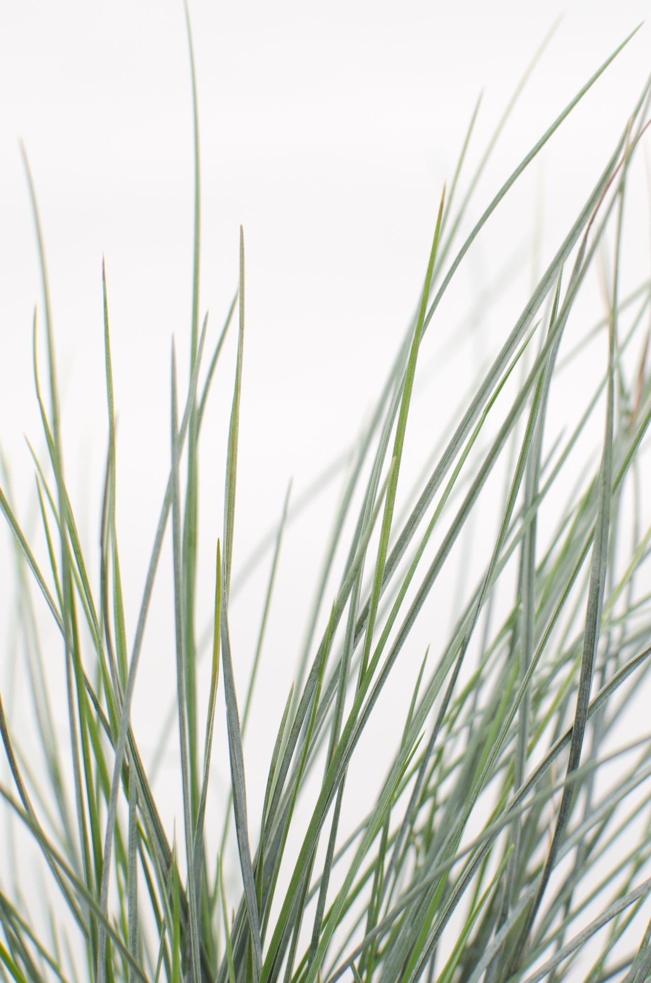 Festuca glauca Azura Blue - Ø19cm - ↕40cm - Ø14 - ↨30cm