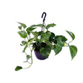 Epipremnum Aureum - Ø15cm - ↕30cm