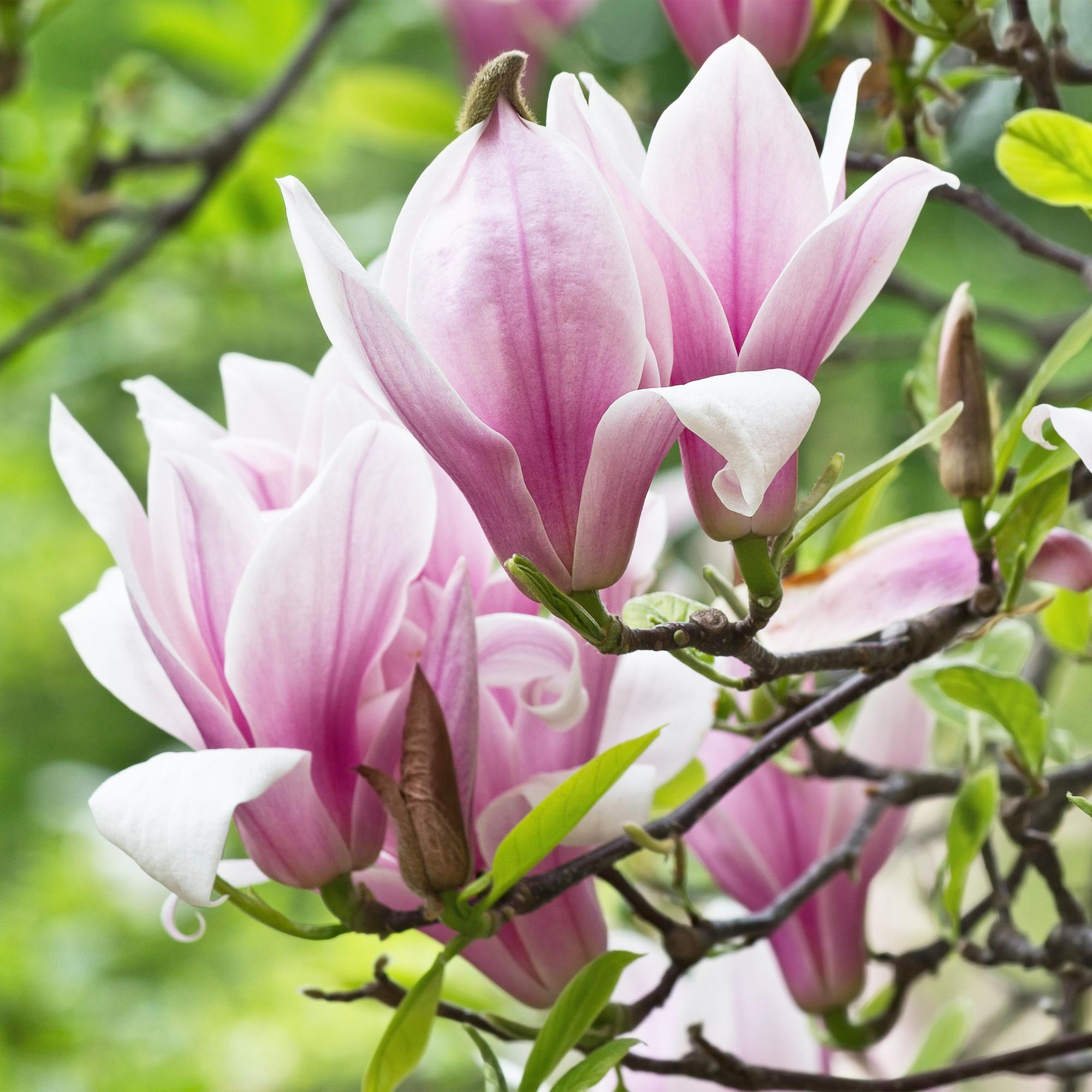 Tuinplant - Magnolia George Henry Kern - Bloem Roze - 3 Planten - Bladverliezend - Weinig Onderhoud - Pot 12cm Hoogte 30cm