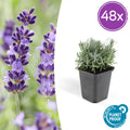 48x Lavandula 'Hidcote' - ↕10-25cm - Ø9cm