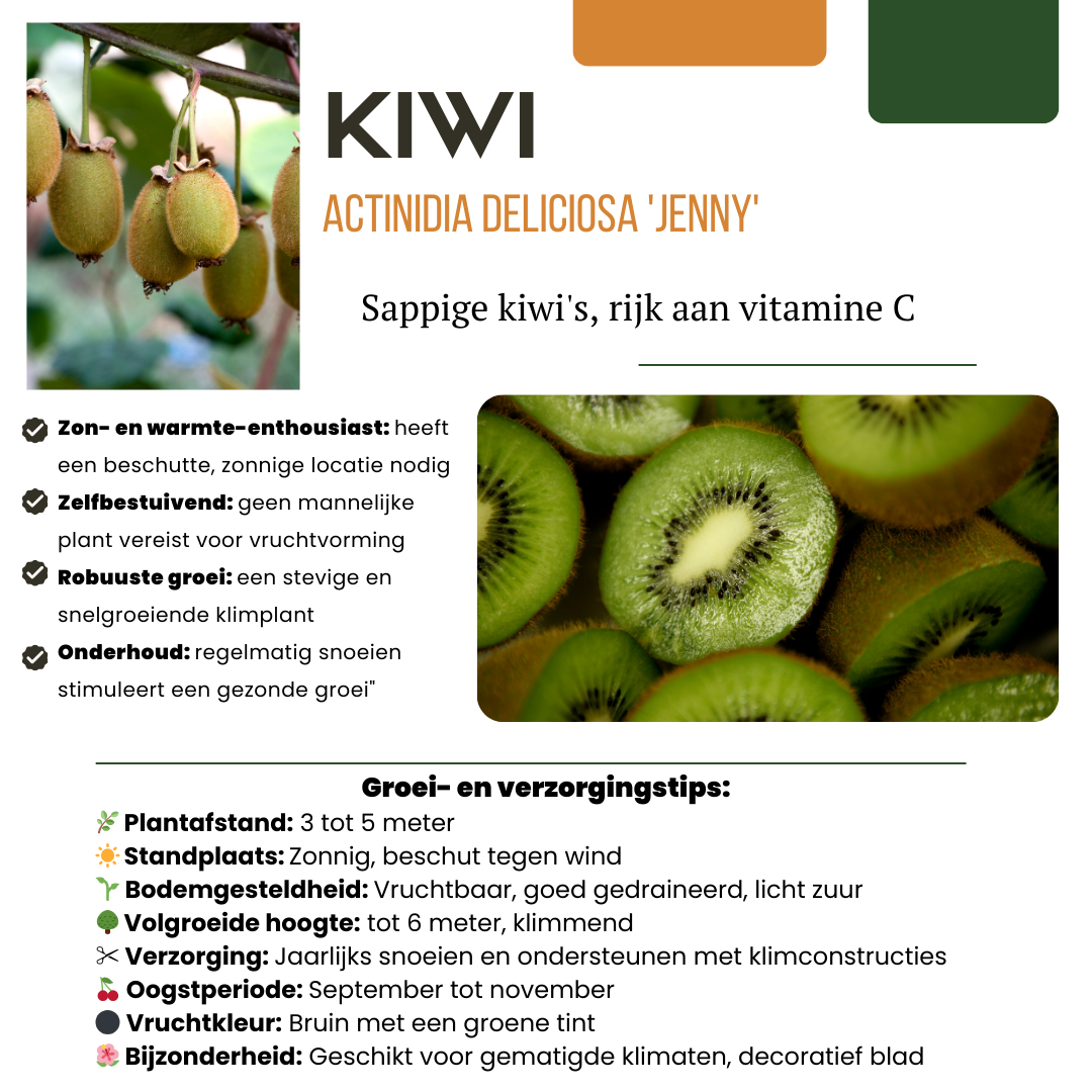 6 x Biologische kiwiplanten - Ø 13 cm - ↨ 20 cm