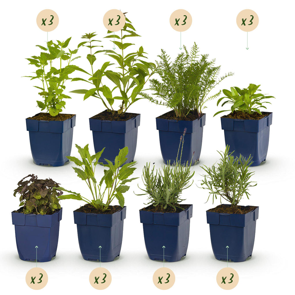 Borderpakket - Geurend - 24 Vaste planten - 3 m2 - Diversen kleuren - Weinig Onderhoud - Pot 11cm