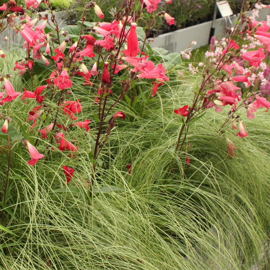 Siergrassen - Carex comans Frosted Curls - Groen - 1 Planten - Groenblijvend - Winterhard - Pot 17cm Hoogte 50cm