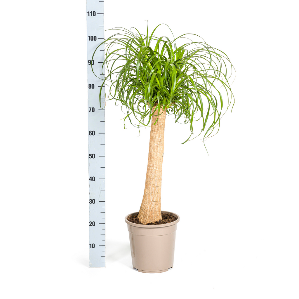 Beaucarnea Recurvata Stam Ø24cm - ↕80 - 100cm