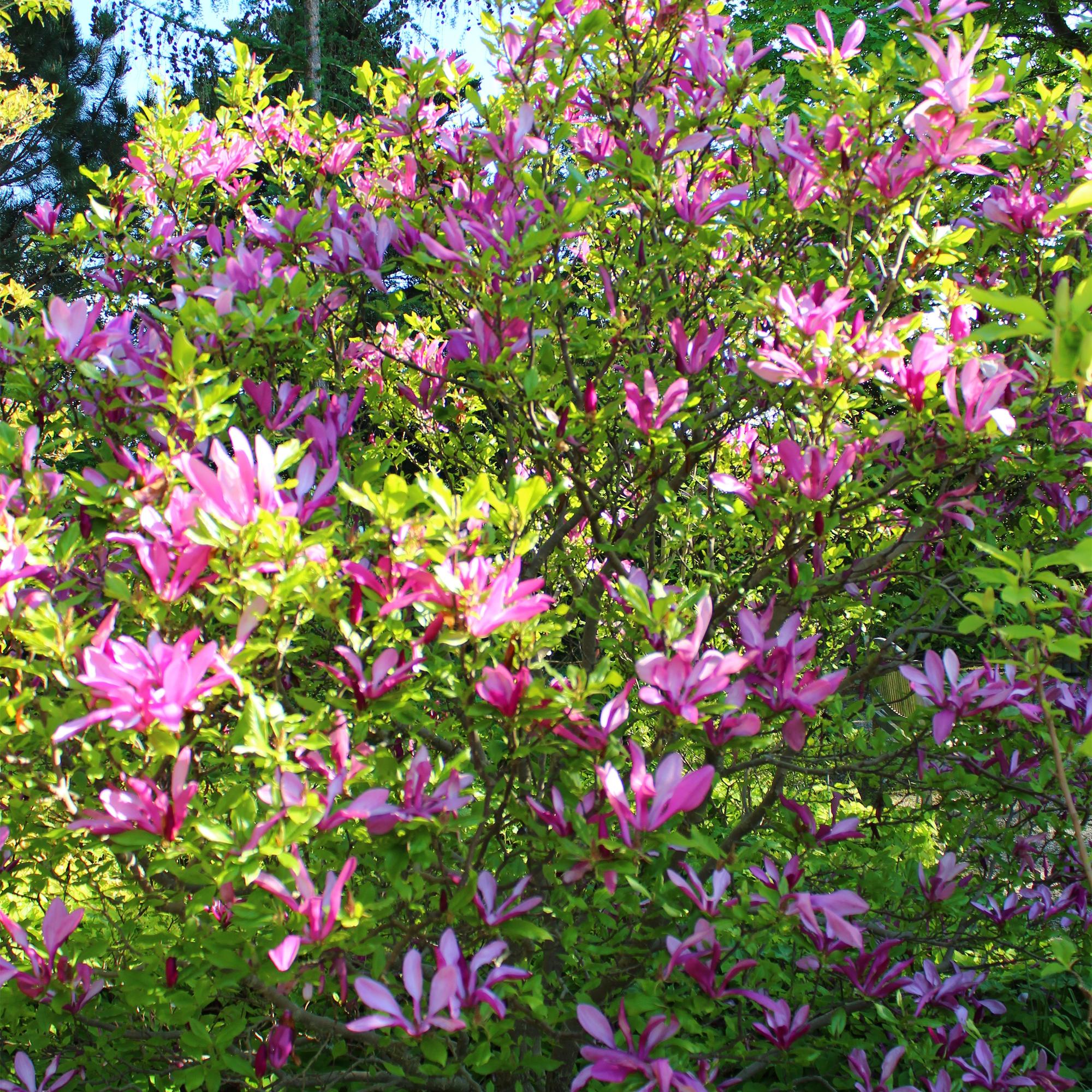 Heesters -  Magnolia Susan  - Bloemen Donker Roze - 1 plant - bladverliezend - weinig onderhoud - pot 17cm hoogte 45cm