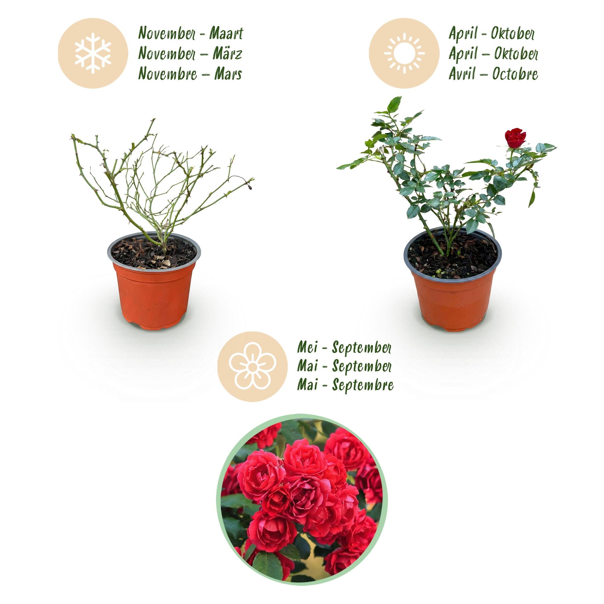 Tuin Roos - Rosa Rote The Fairy - Roos - Winterhard - Rood - 3 Planten - Pot 12cm - Hoogte Hoogte 20-25cm