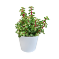 Portulacaria afra mediopicta 10,5cm - in witte pot