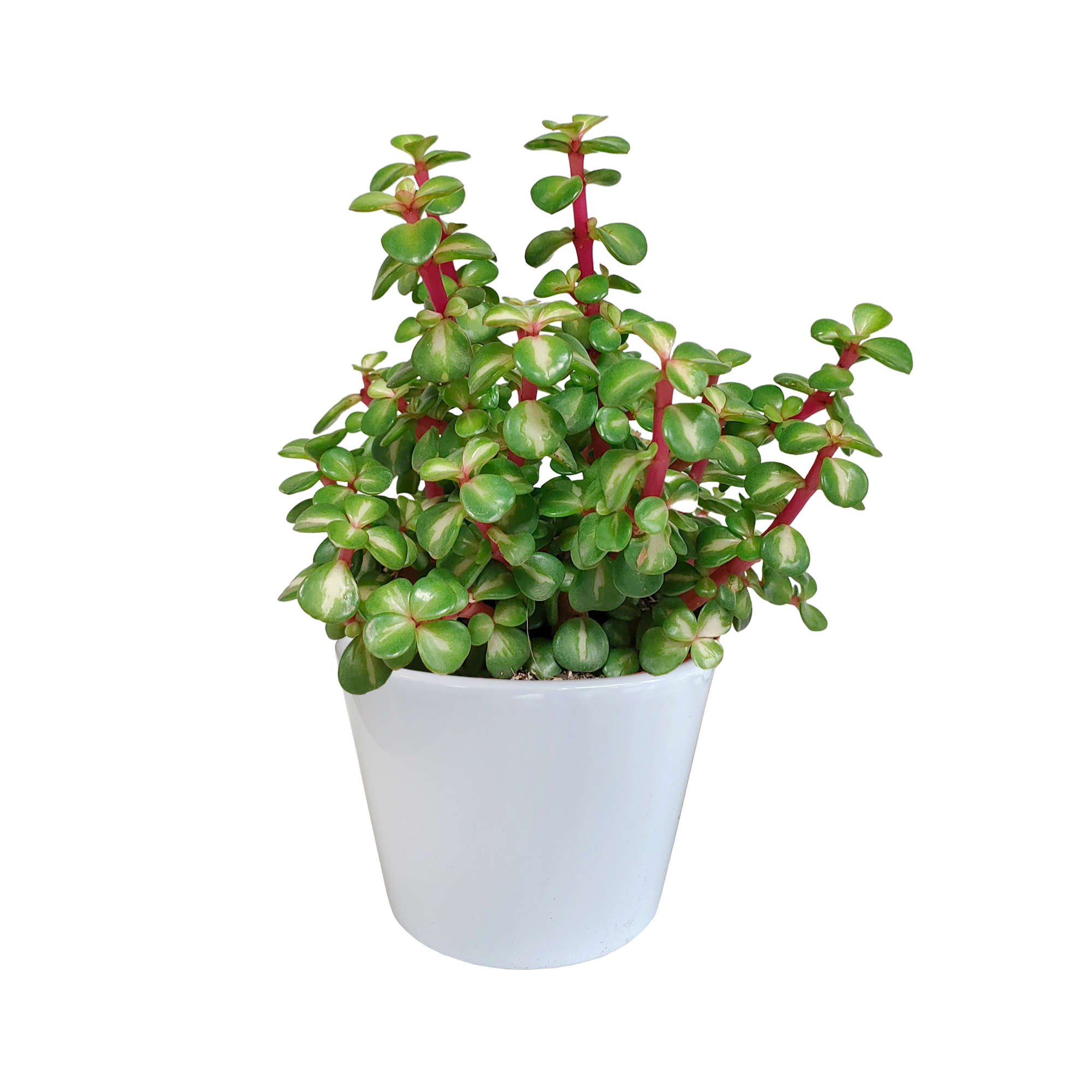 Portulacaria afra mediopicta 10,5cm - in witte pot