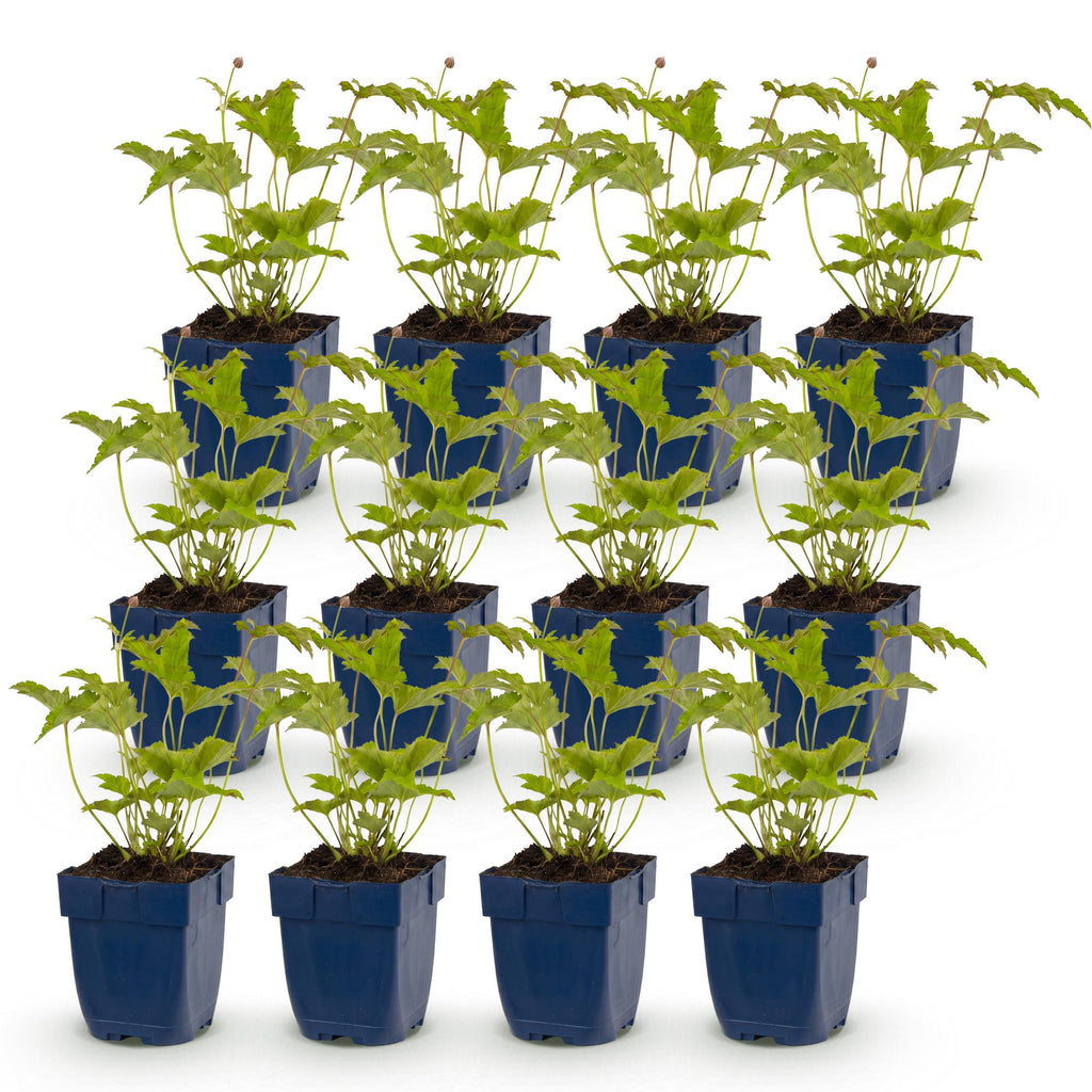 Vasteplant - Anemone hybr. Hon. Jobert - Herfst Anemoon - Schaduw - Wit - 12 Planten - Pot 11cm - Hoogte 15-25cm