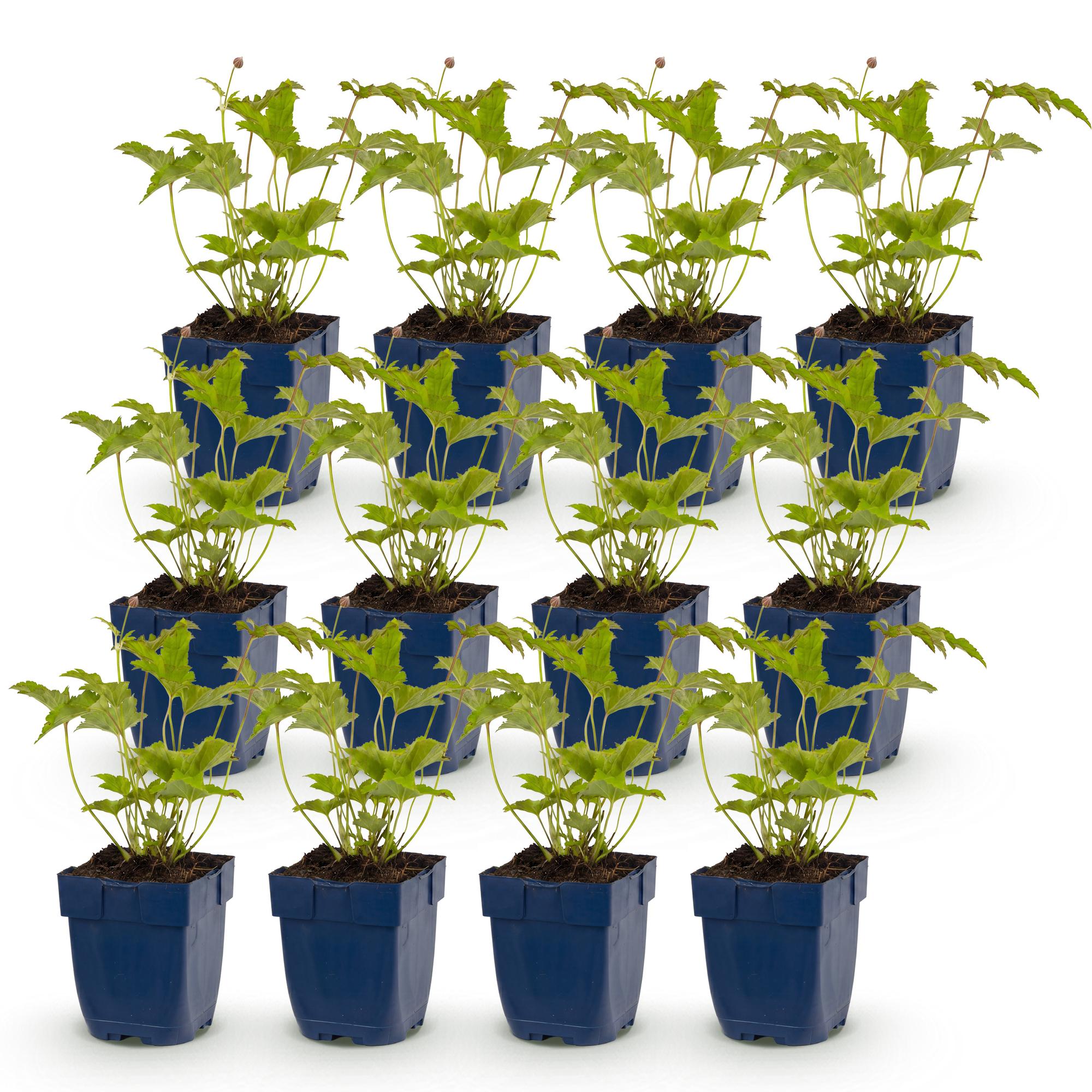 Vasteplant - Anemone hybr. Hon. Jobert - Herfst Anemoon - Schaduw - Wit - 12 Planten - Pot 11cm - Hoogte 15-25cm