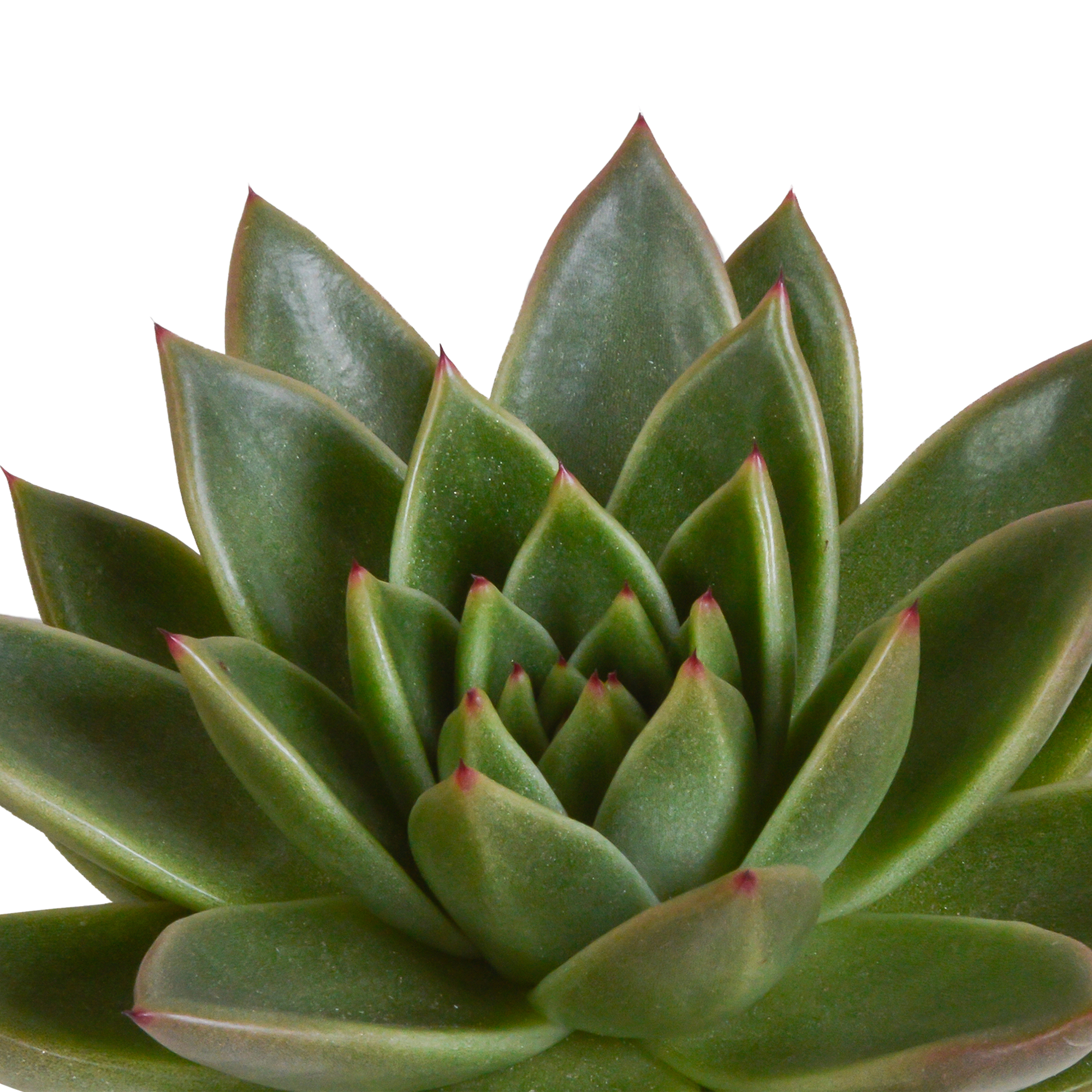 Echeveria mix 8.5 cm - 3x - in Mexicaanse pot