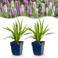 Vasteplant - Liatris Duo - Lampenpoetserplant - Bijen- en vlinderlokkers - Roze - Wit - 6 Planten - Pot 11cm - Hoogte 15-25cm