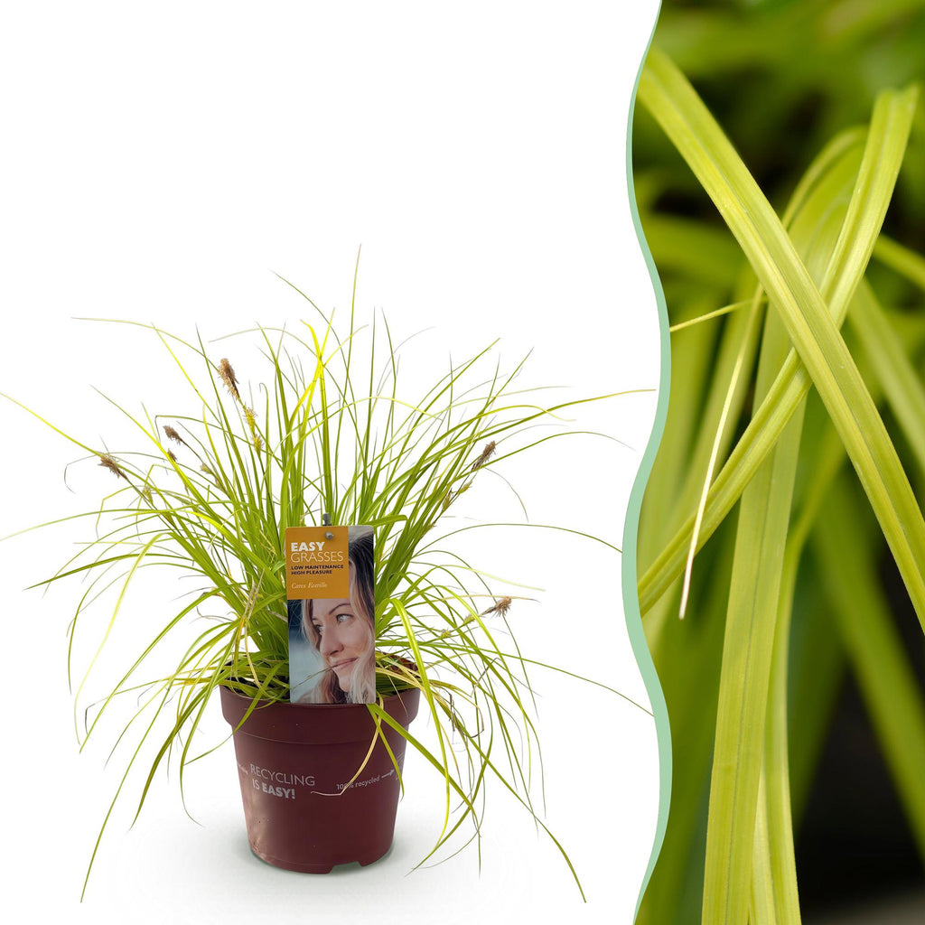 Siergrassen -  Carex oshimensis Everillo - Geel - 1 Planten - Groenblijvend - Winterhard - Pot 17cm Hoogte 50cm