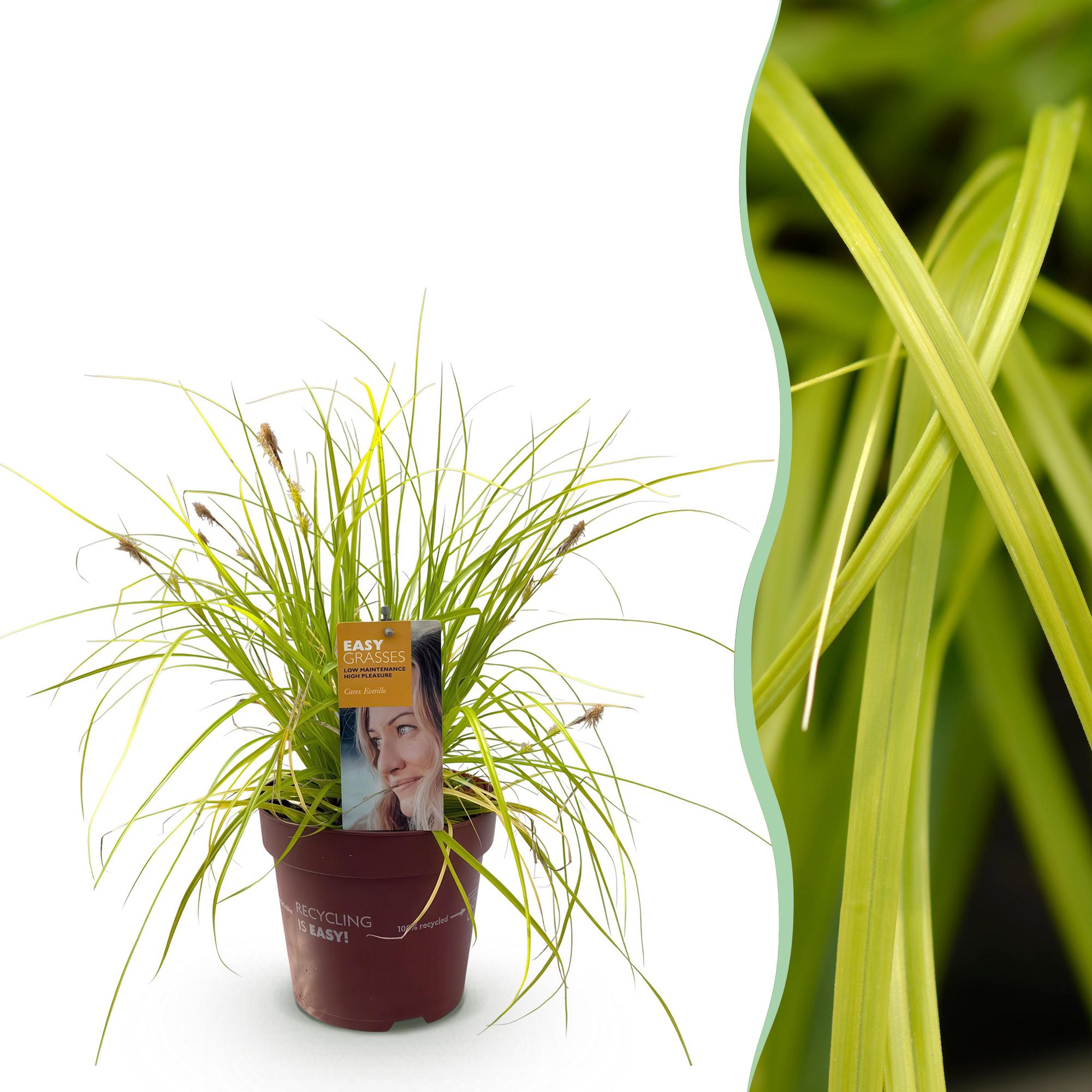 Siergrassen -  Carex oshimensis Everillo - Geel - 1 Planten - Groenblijvend - Winterhard - Pot 17cm Hoogte 50cm