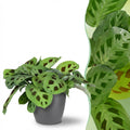 Kamerplant - Maranta Fascinator Kerchoveana - Zebraplant - Huisdiervriendelijke Plant - Groen - 1 Plant - met Potter Grijs - Pot 12cm - Hoogte 25cm